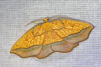 Epione repandaria