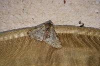 Phigalia pilosaria