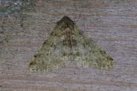 Phigalia pilosaria