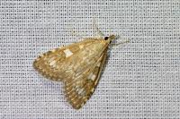 Udea olivalis
