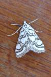 Nymphula nitidulata