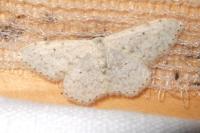 Scopula marginepunctata