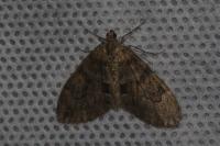 Thera britannica/variata