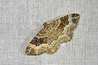 Epirrhoe alternata