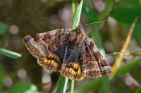 Euclidia glyphica