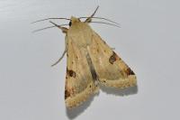 Heliothis peltigera