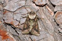 Allophyes oxyacanthae
