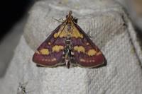 Pyrausta purpuralis