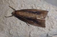 Chilo phragmitellus