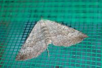 Scotopteryx bipunctaria