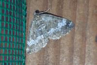 Perizoma alchemillata