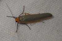 Manulea complana
