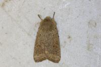Orthosia cruda