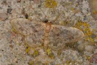 Idaea inquinata