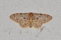 Idaea inquinata