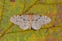 Idaea inquinata