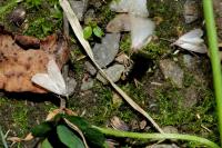 Acentria ephemerella