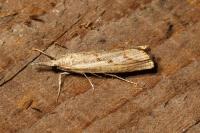 Agriphila geniculea