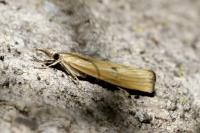 Agriphila inquinatella