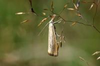 Agriphila straminella