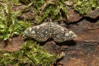 Anania coronata