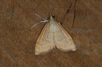Anania crocealis