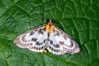 Anania hortulata