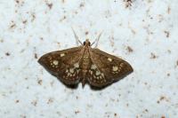 Anania stachydalis