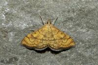 Anania verbascalis