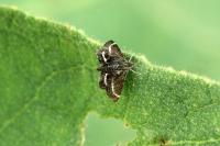 Atralata albofascialis