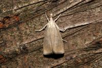 Calamotropha paludella
