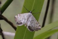 Cataclysta lemnata