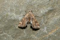 Cataclysta lemnata