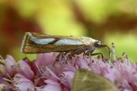 Catoptria conchella conchella