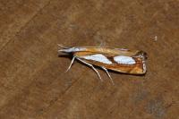 Catoptria pinella