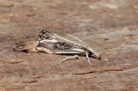 Catoptria verellus