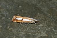 Catoptria gr. permutatellus