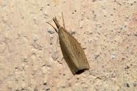 Chilo phragmitellus