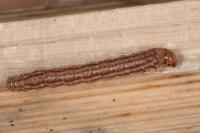 Chilo phragmitellus