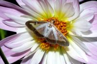 Cydalima perspectalis