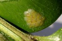 Cydalima perspectalis