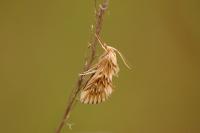 Cynaeda dentalis