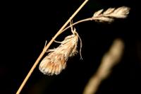 Cynaeda dentalis