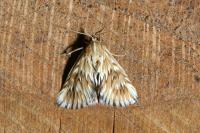 Cynaeda dentalis