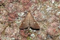 Dolicharthria punctalis