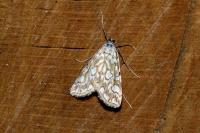 Elophila nymphaeata