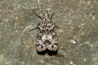 Eudonia mercurella