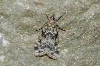 Eudonia truncicolella