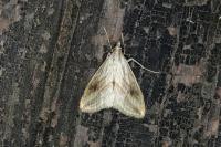Evergestis forficalis