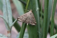 Loxostege sticticalis